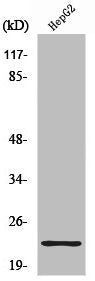 Western Blot analysis of HuvEc cells using Ribosomal Protein S9 Polyclonal Antibody