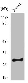 Western Blot analysis of HeLa cells using Rim4 Polyclonal Antibody