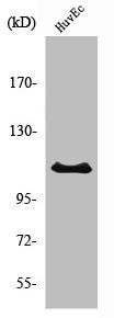 Western Blot analysis of K562 cells using RIN3 Polyclonal Antibody
