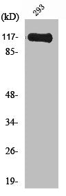 Western Blot analysis of 293 cells using M-RIP Polyclonal Antibody