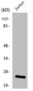 Western Blot analysis of K562 cells using RKIP Polyclonal Antibody