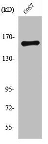 Western Blot analysis of COS7 cells using Rock-1 Polyclonal Antibody