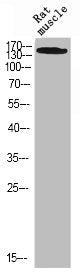 Western Blot analysis of RAT-MUSCLE cells using Rock-2 Polyclonal Antibody