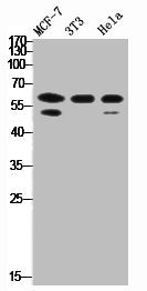 Western Blot analysis of MCF7 HELA NIH-3T3 cells using RORγ Polyclonal Antibody