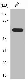 Western Blot analysis of 293 cells using RPAP2 Polyclonal Antibody