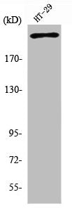 Western Blot analysis of HT29 cells using Rpb1 Polyclonal Antibody