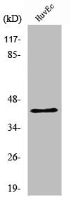 Western Blot analysis of HuvEc cells using RRS1 Polyclonal Antibody