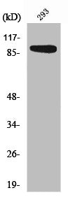 Western Blot analysis of 293 cells using Rsk-1 Polyclonal Antibody