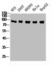 Western Blot analysis of 453 293T AD293 HELA HepG2 cells using Rsk-4 Polyclonal Antibody