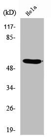 Western Blot analysis of HeLa cells using RUNX2 Polyclonal Antibody
