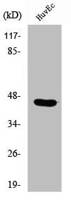 Western Blot analysis of HuvEc cells using RUNX3 Polyclonal Antibody