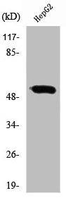 Western Blot analysis of HepG2 cells using RXRγ Polyclonal Antibody