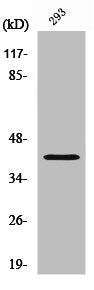Western Blot analysis of 293 cells using SAE1 Polyclonal Antibody