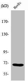 Western Blot analysis of COLO205 cells using Sam 68 Polyclonal Antibody