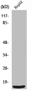 Western Blot analysis of HepG2 cells using SAP 14 Polyclonal Antibody
