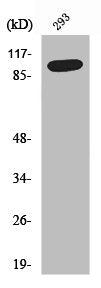Western Blot analysis of 293 cells using SAPAP1 Polyclonal Antibody