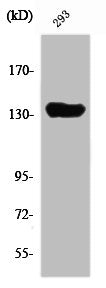 Western Blot analysis of Jurkat cells using SCAF1 Polyclonal Antibody
