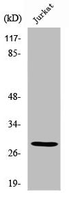 Western Blot analysis of Jurkat cells using SCAND1 Polyclonal Antibody