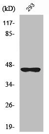 Western Blot analysis of HuvEc cells using SCCA2 Polyclonal Antibody