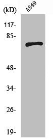 Western Blot analysis of A549 cells using SCFD1 Polyclonal Antibody