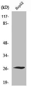 Western Blot analysis of HepG2 cells using Scn4b Polyclonal Antibody