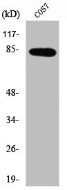 Western Blot analysis of Jurkat cells using SEMA4A Polyclonal Antibody