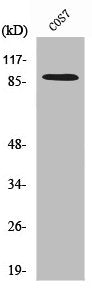 Western Blot analysis of COS7 cells using SENP5 Polyclonal Antibody