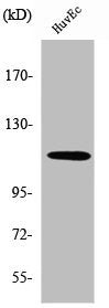 Western Blot analysis of HuvEc cells using SENP7 Polyclonal Antibody