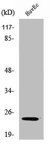 Western Blot analysis of HuvEc cells using SENP8 Polyclonal Antibody