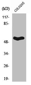 Western Blot analysis of COLO205 cells using Septin 1 Polyclonal Antibody
