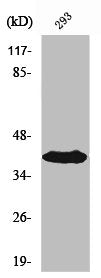 Western Blot analysis of 293 cells using Septin 3 Polyclonal Antibody