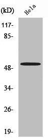 Western Blot analysis of MCF7 cells using Septin 7 Polyclonal Antibody