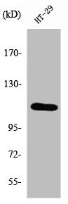 Western Blot analysis of HT-29 cells using SERCA1 Polyclonal Antibody