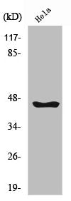 Western Blot analysis of HeLa cells using Serpin B12 Polyclonal Antibody