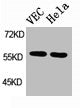 Western Blot analysis of HuvEc HELA cells using SGK1 Polyclonal Antibody