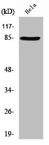 Western Blot analysis of HeLa cells using SgK288 Polyclonal Antibody
