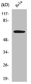Western Blot analysis of HeLa cells using Sgo1 Polyclonal Antibody