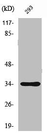 Western Blot analysis of 293 cells using SH2D5 Polyclonal Antibody