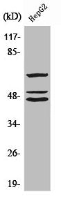 Western Blot analysis of HepG2 cells using Shc Polyclonal Antibody