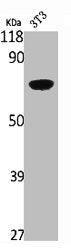 Western Blot analysis of NIH-3T3 cells using SH-PTP1 Polyclonal Antibody