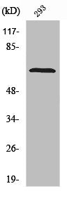 Western Blot analysis of 293 cells using SH-PTP2 Polyclonal Antibody
