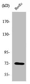 Western Blot analysis of HuvEc cells using SH-PTP2 Polyclonal Antibody
