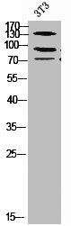 Western Blot analysis of NIH-3T3 cells using SIP1 Polyclonal Antibody