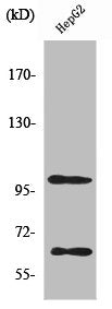 Western Blot analysis of HepG2 cells using SIRP-α1 Polyclonal Antibody