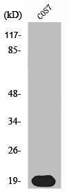 Western Blot analysis of COS7 cells using Skp1 p19 Polyclonal Antibody