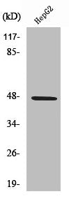Western Blot analysis of HepG2 cells using SLC17A2 Polyclonal Antibody