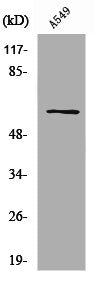 Western Blot analysis of Jurkat cells using SLC43A1 Polyclonal Antibody