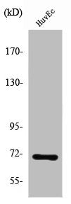 Western Blot analysis of HuvEc cells using SLC6A8 Polyclonal Antibody