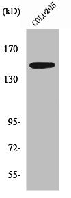 Western Blot analysis of COLO205 cells using SLK Polyclonal Antibody