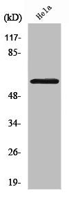 Western Blot analysis of HeLa cells using Smad1/5/9 Polyclonal Antibody